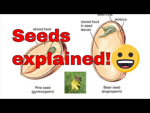 Seed germination explained. What is a seed? How do seeds grow?