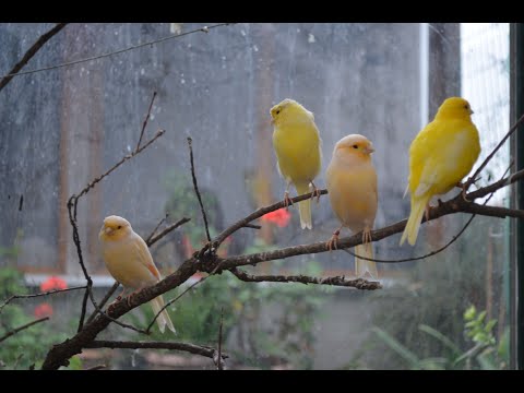 KANARYA VE MUHABBET KUŞLARINA DOĞAL YAŞAM ALANI YARATTIK #Kanarya #MuhabbetKuşu #Canary #Goldenfinch