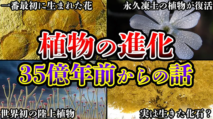 【ゆっくり解说】植物の进化过程と古代植物の歴史が面白い!!!最初に陆に上がった植物とは!? - 天天要闻