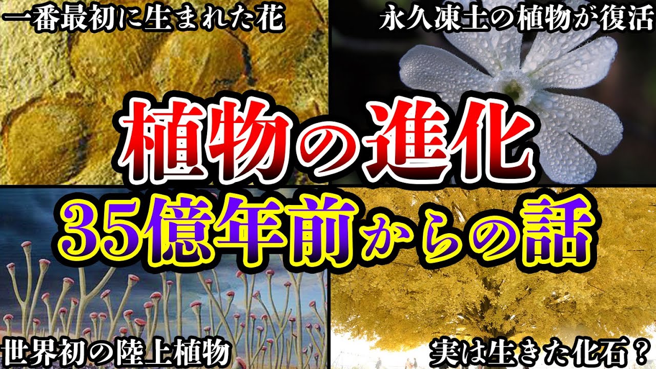 東アフリカでの植物栽培の最初の証拠が明らかに：何が栽培されていたのか？