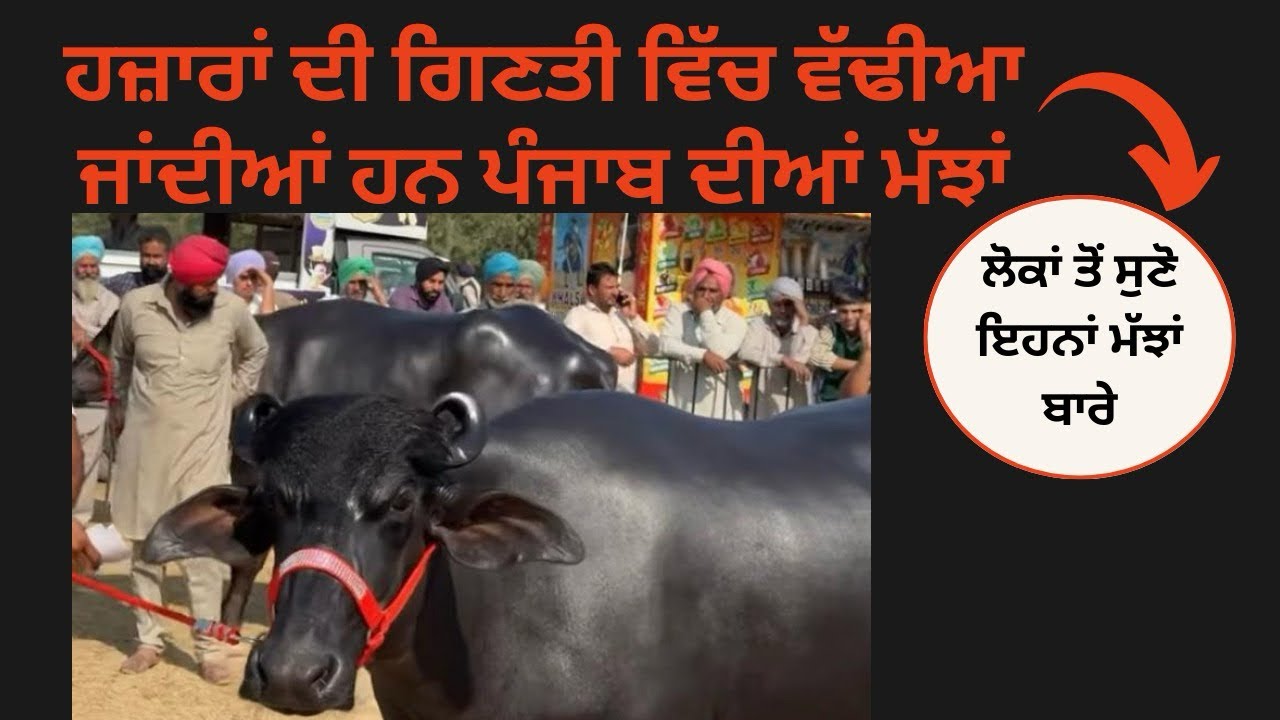 ਹਜ਼ਾਰਾਂ ਦੀ ਗਿਣਤੀ ਵਿੱਚ ਵੱਢੀਆ ਜਾਂਦੀਆਂ ਹਨ ਪੰਜਾਬ ਦੀਆਂ ਮੱਝਾਂ