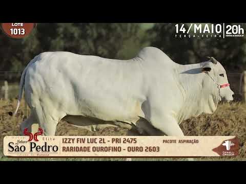 LOTE 1013   OURO 2603, PRI 2475