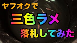 ヤフオクで1匹400円の三色ラメ購入してみた！