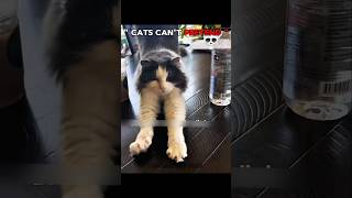 Cats can't Pretend 💀