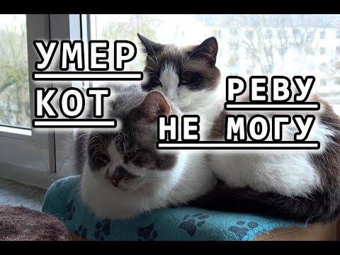 Видео: Умирает маркиз Гриньона Карлоса Фалько