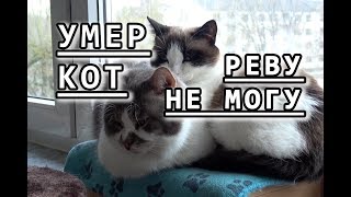 ❤ УМЕР КОТ ❤ реву ❤ видео НЕ для СЛАБОНЕРВНЫХ ❤ УМЕР КОТ ❤ реву ❤ видео НЕ для СЛАБОНЕРВНЫХ