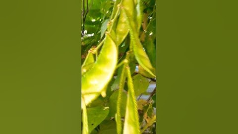 Mygarden Vegetable Sim #garden #vegetables #satisfying #shrots