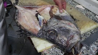 Filleting Ugliest Fish in The Word | John Dory Filleting Skills