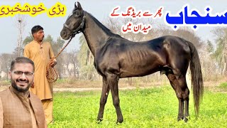 Sunjab Breeder Ghoda Rare Breed Strong Horse Video Pakistani Local Horse Breed Mushka Breeder