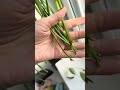 Лепизмиум боливийский