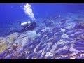 Komodo island diving  black manta liveaboard