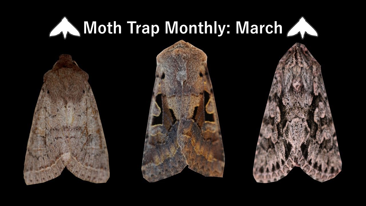 Moth Trap Monthly: March 2021