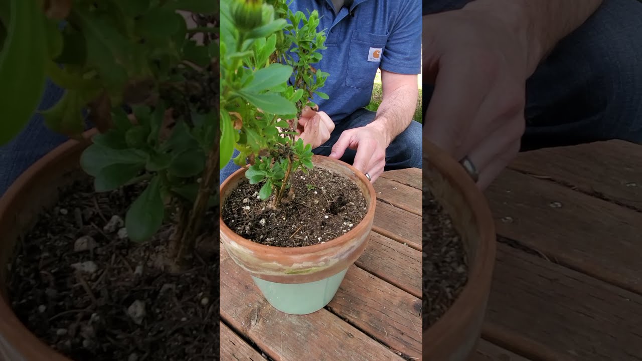  3 Tips For Watering Potted Plants Shorts Container Gardening Beginners
