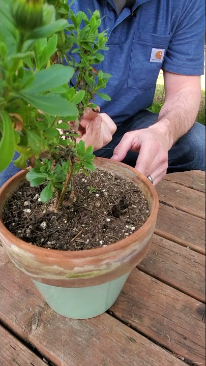 💦 3 Tips for Watering Potted Plants #shorts | Container Gardening for Beginners 💦