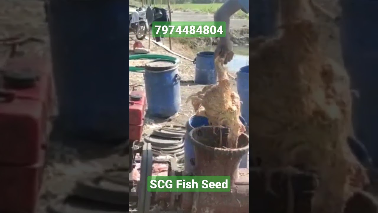 हाइब्रिड मांगुर मछली का खाना कैसे तैयार करें। fish feed making మంగూర్ చేప ఆహారాన్ని ఎలా తయారు చేయాలి