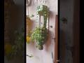 diy plastic bottles diy #wastematerialcraft#diy #diyplanter#recycledart #flowers#gardendecor#plants