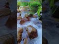 Rock garden Darjeeling #waterfall #shortvideo #love #montains #nature #vews #viralvideo