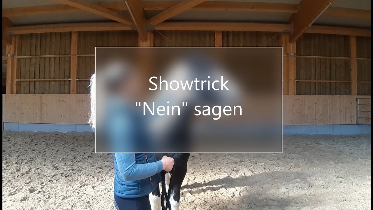Showtrick Nein sagen - Video Blog www.barockhengste.at