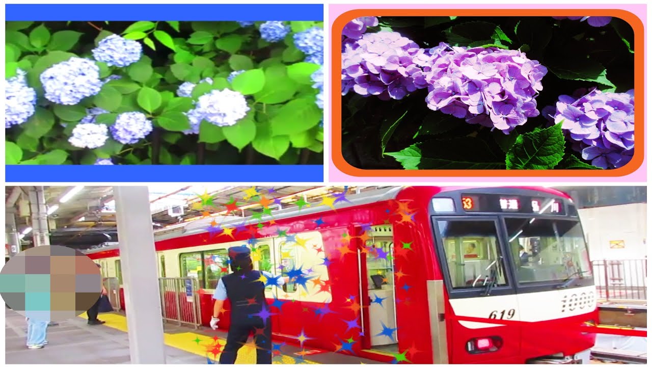 高木康文　メトロ東西線・京急の六郷土手　女性車掌フレンチ風　アジサイ Rokugo embankment on Tozai and Keikyu Shinagawa female conductor