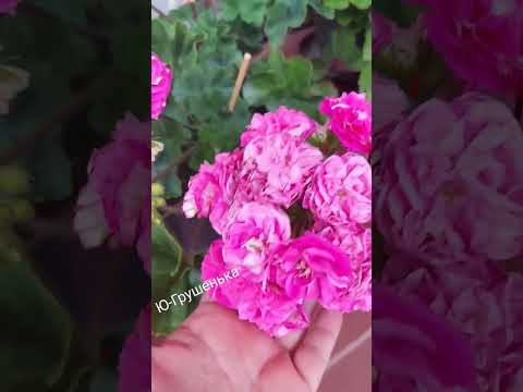 Ю-Грушенька #домашниецветы #пеларгония