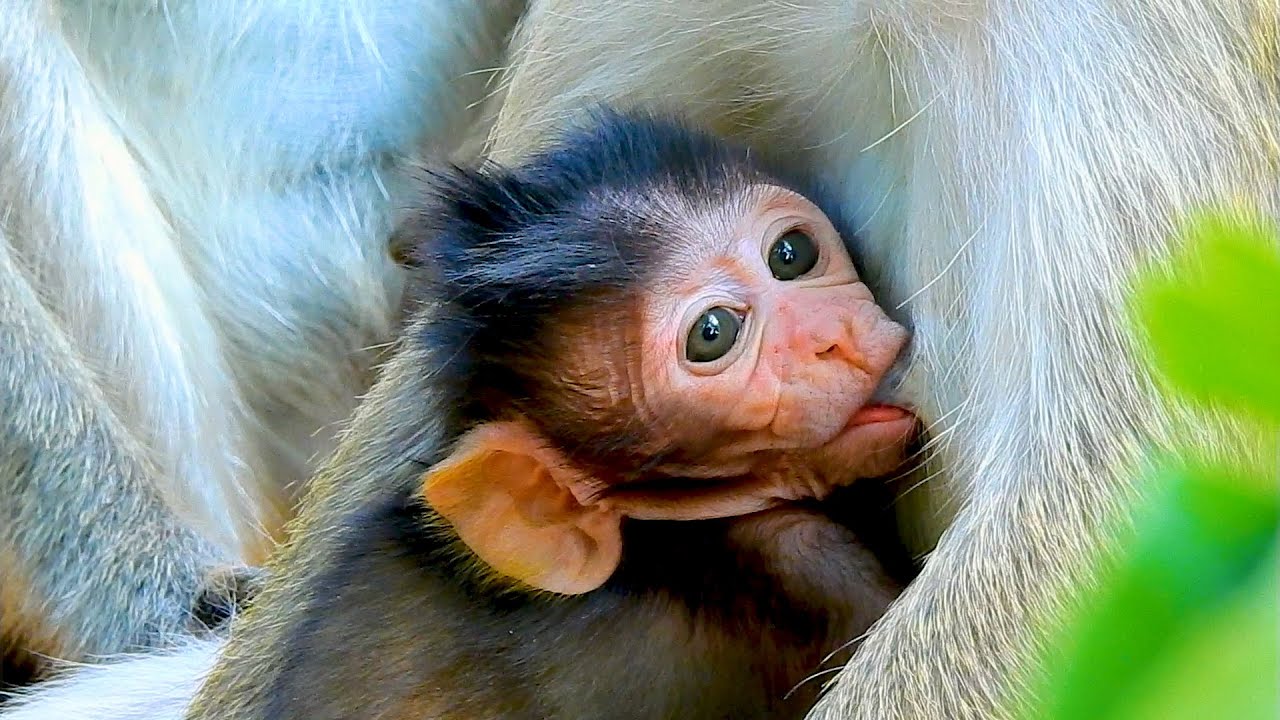 Cute Baby Monkey Sucking Milk Yummy and Falling Sweet Milk Mama - YouTube