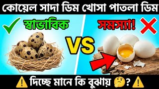 কোয়েল পাখি সাদা খোসা পাতলা ডিম দিচ্ছে মানে কি বুঝায় 🤔? ⚠️ | Quail White Eggs & Thin Shell Problem screenshot 5