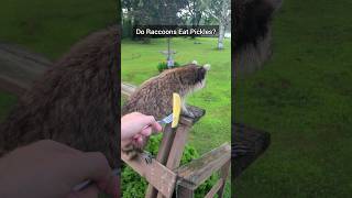 Do Raccoons Eat Pickles?!  Let's Find Out!!! Content