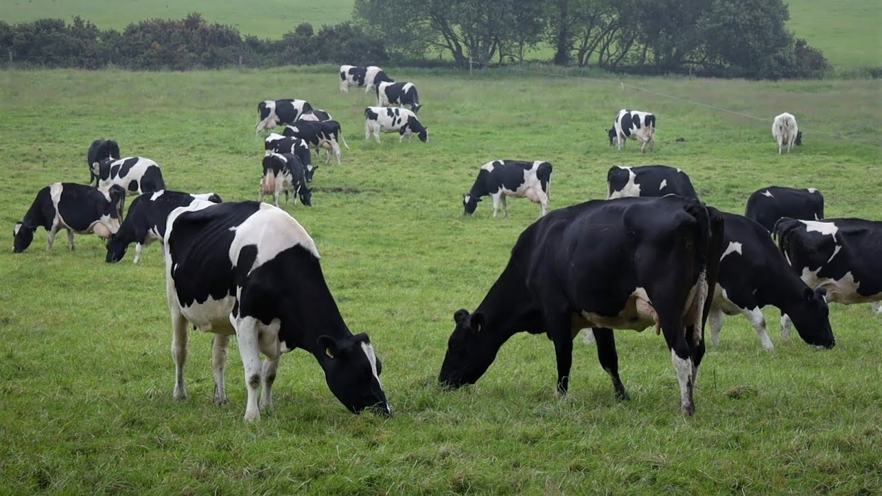 A Herd of Friesian Cattle Grazing in Misty Fields, Ireland