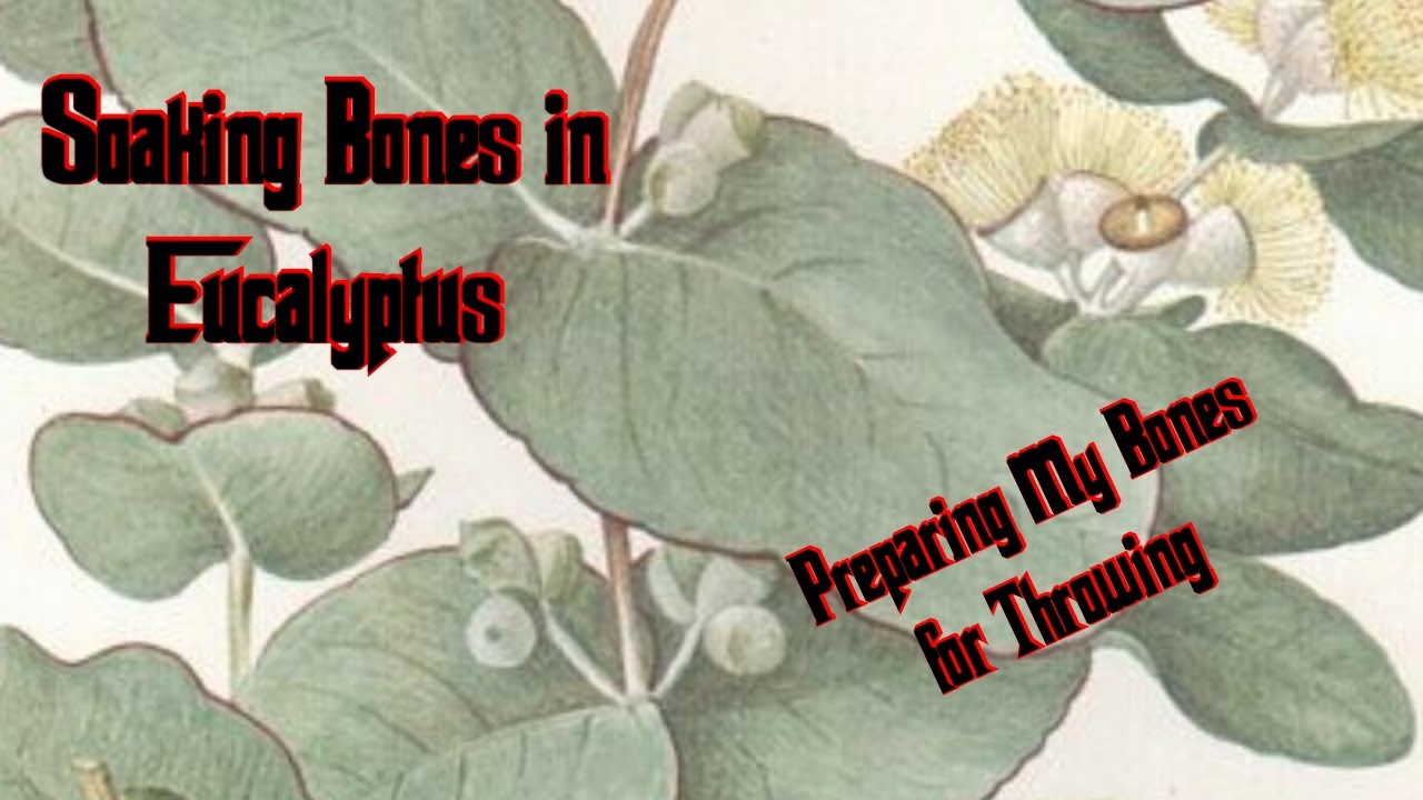 Soaking Bones in Eucalyptus oil for Throwing Bones in witchcraft-THE TAXIDERMY WITCH