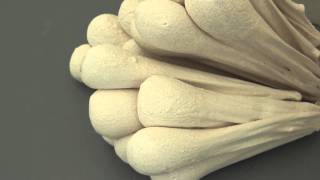 Pudendum Exhibition Tour, Aucb, Nov 2011