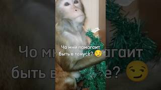 Тёлки какие та 😭 #rek #monkey #brother #omega #ещкере #а4 #браток #майнкрафт #роблокс #tiktok