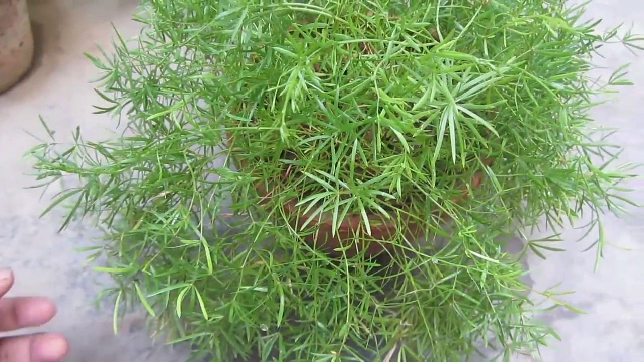 How to Care for Asparagus Fern Vine Beautiful Vine to Decorate your
