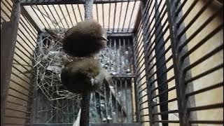 anakan tepus pipi perak 🤭