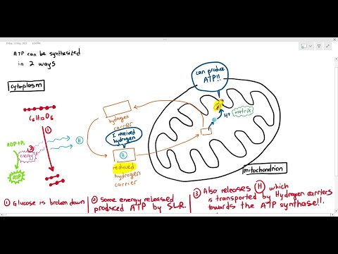 12-4 The 2 ways ATP is synthesized during Respiration (Cambridge AS A Level Biology, 9700)