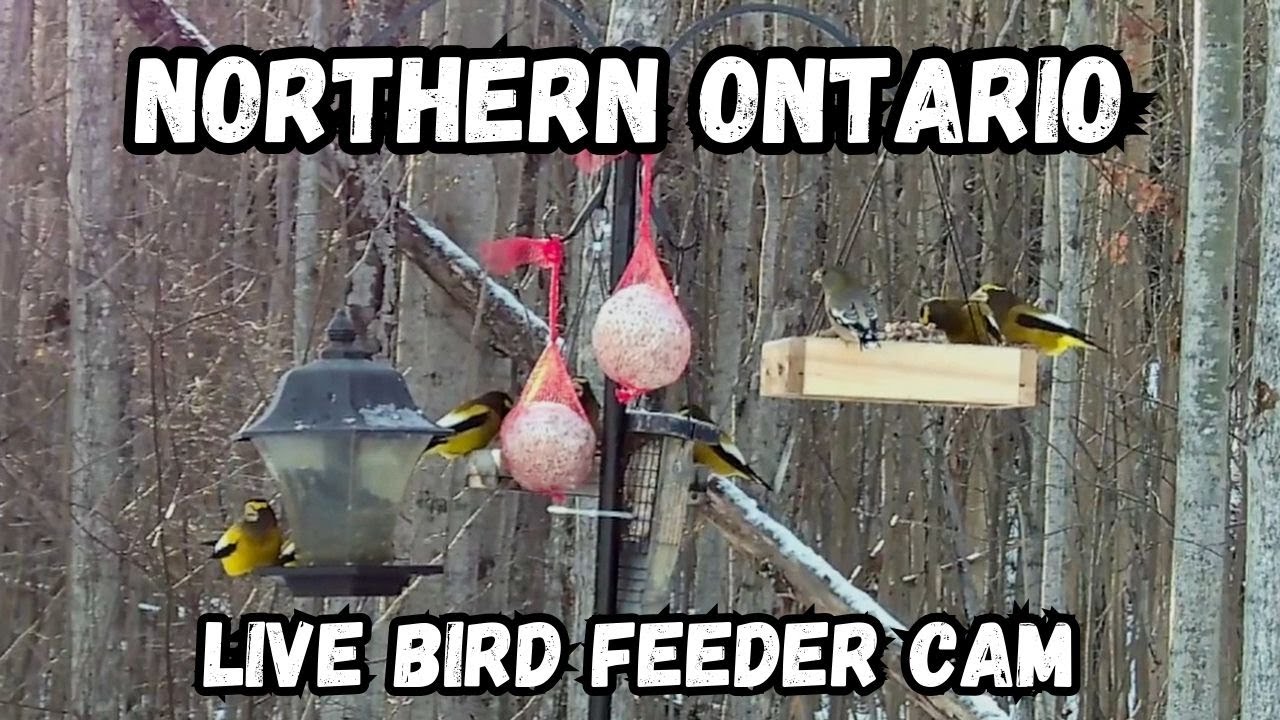 Live Bird Feeder Cam - New Liskeard, Ontario, Canada.