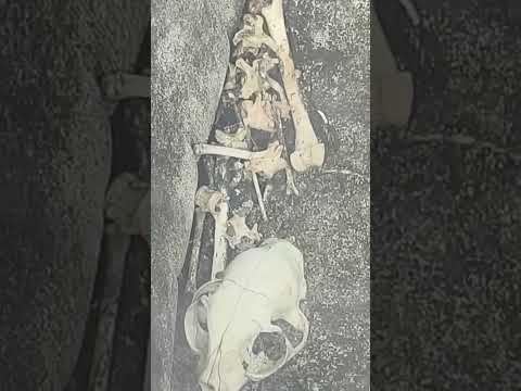 Alienígenas Ancestrales en Veracruz