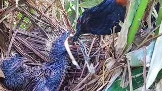 ULAR NYA UDAH DI POTONG KETIKA ANAK BUBUT MENELANNYA 
