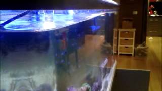 Jebao WP-40 in W1 Wave Mode