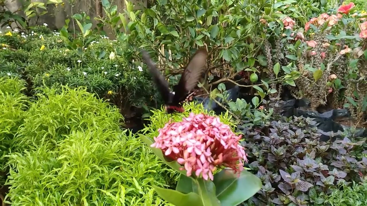 Amazing Butterfly Drinking Nectar In Flowers | FLOWERSANDME