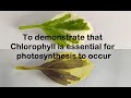 Photosynthesis and Chlorophyll Experiment Quiz