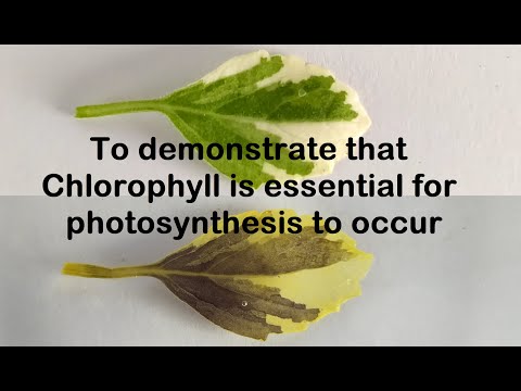 Video: Este necesară clorofila pentru fotosinteză?