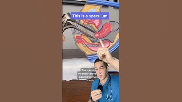 THIS is how a speculum works