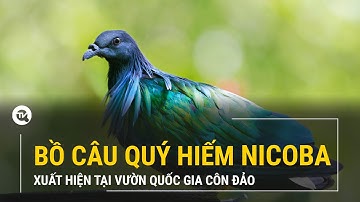 Bồ câu quý hiếm Nicoba xuất hiện tại Vườn Quốc gia Côn Đảo | Truyền hình Quốc hội Việt Nam