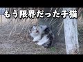 寒さと空腹で鳴く子猫を助けた日
