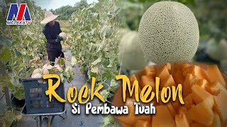 Rock Melon Si pembawa Tuah