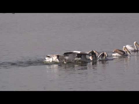 ריקוד השקנאים - בברכות הדגים של כפר רופין - The Pelicans Dance 12.11.2016