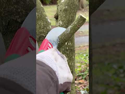 Video: Prořídnutí řezů při prořezávání – jak postupovat při prořezávání větví stromů
