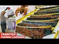 How louisianas biggest crawfish farm sells three million pounds of crawfish every year  dan does