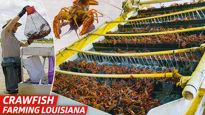 How Louisiana’s Biggest Crawfish Farm Sells Three Million Pounds of Crawfish Every Year — Dan Does - DayDayNews