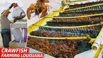 Do you need a fishing pole to catch crawfish?